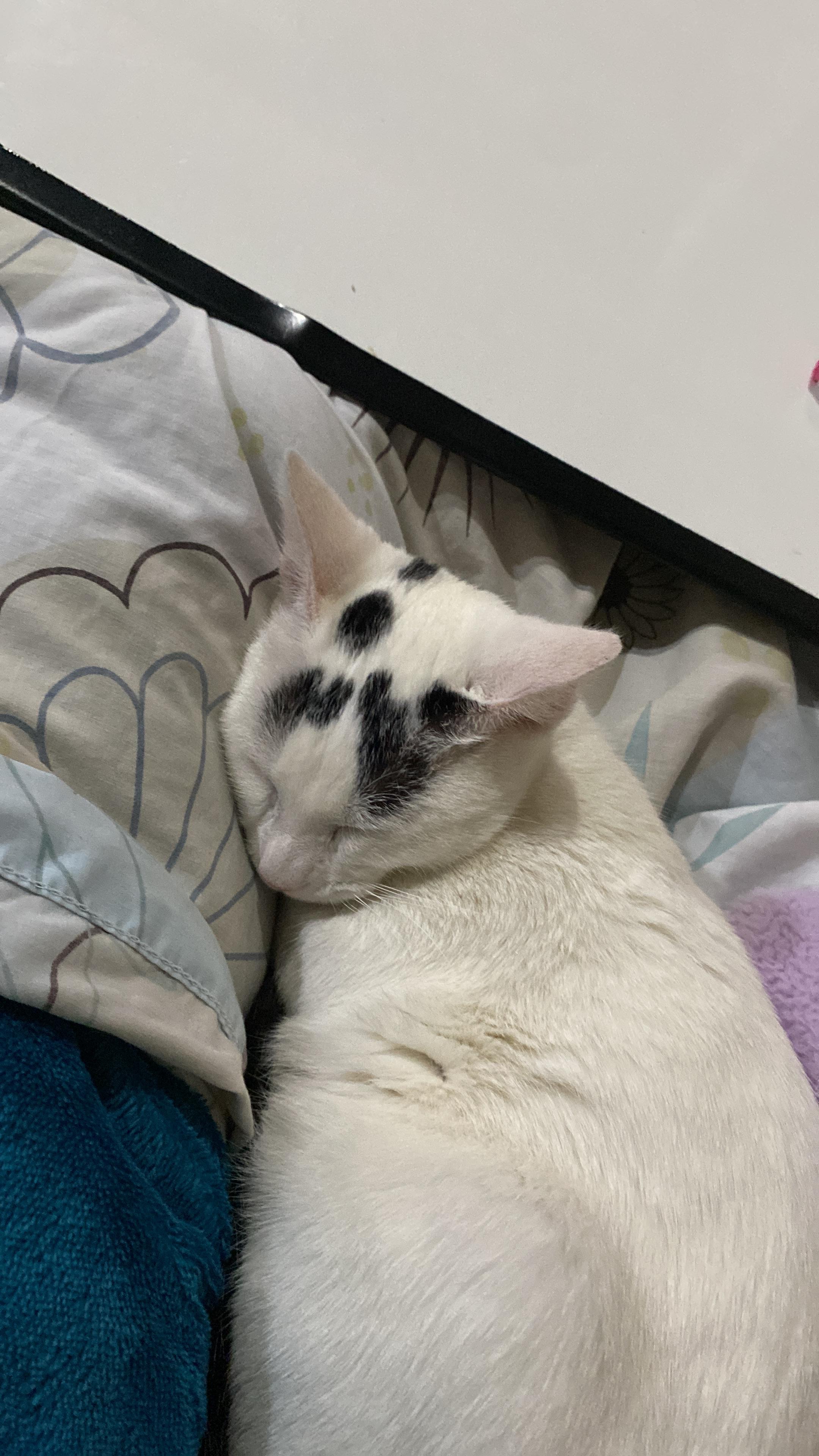 Tuti en la cama, se ven sus manchitas en la frente